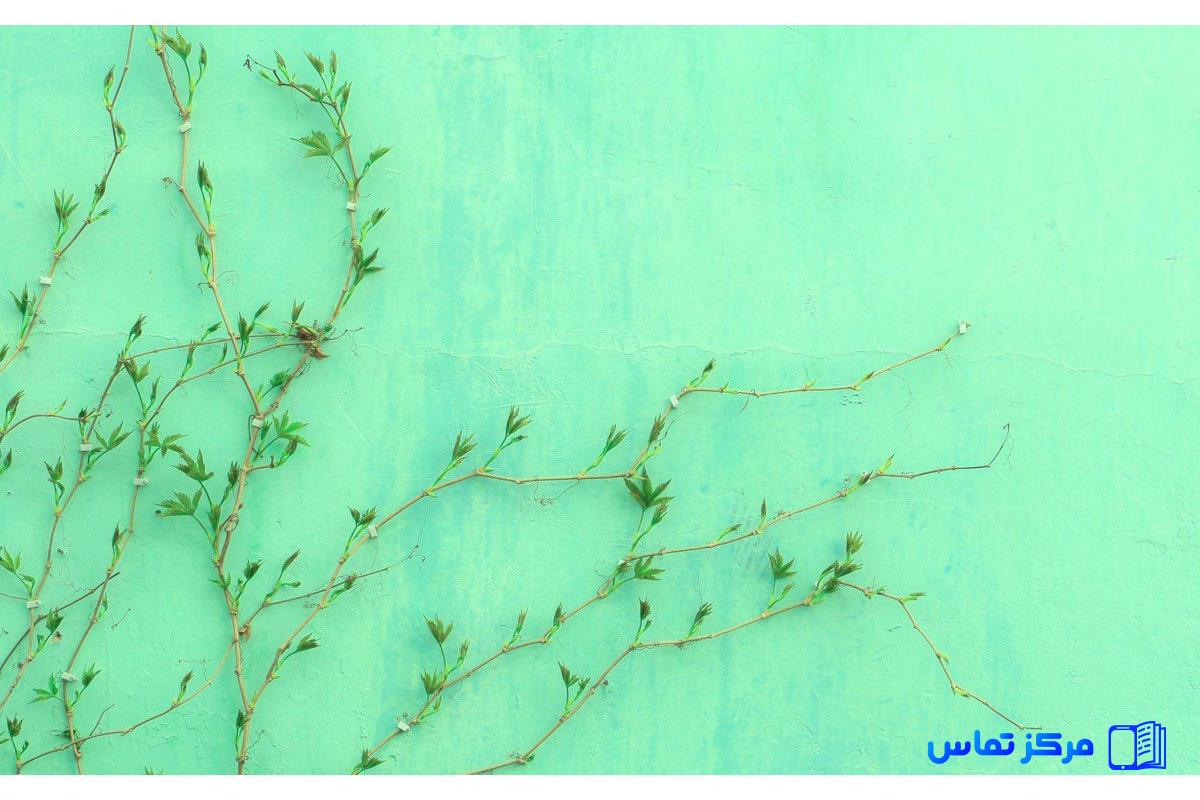 استخدام طراح فضای سبز و مشاور گل و گیاه در کشور ترکیه شهر استانبول