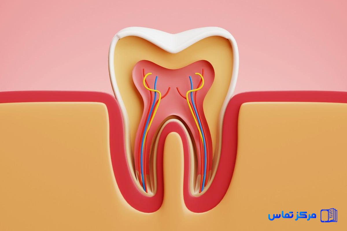 استخدام دندانپزشک در کشور بلژیک شهر بروکسل