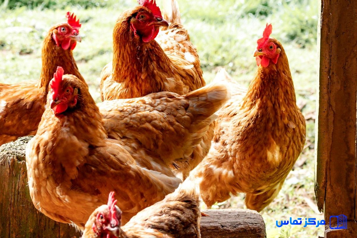 استخدام کارگر مرغداری در کشور ایران شهر تربت حیدریه
